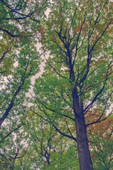 View against the sky of a colorful tree crown, autumn leaves