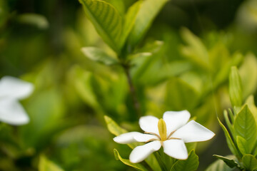 Fototapeta na wymiar 庭の緑の中に咲くクチナシの花