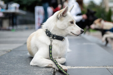 Portrait of a lovely white dog. Close-up of cute pet outdoor