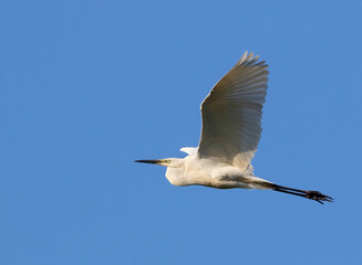 Great egret, Ardea alba. A bird in flight against a blue sky