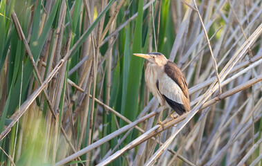 Little bittern, Ixobrychus minutus. A bird sits on a reed stalk by the river