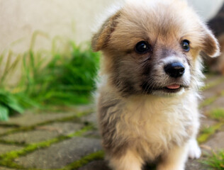 A two-month-old Welsh Corgi Pembroke puppy outdoor