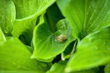 small snail in the garden on a green leaf