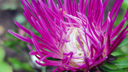 Aster is a genus of herbaceous plants in the Asteraceae family. A large red-pink bright flower with a white core and many thin long red petals. The flower grows on a thin long stem among other plants.