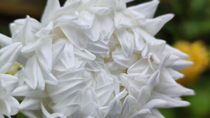 Chrysanthemum garden or Chinese chrysanthemum. A large white bright flower with a white core and many thin long white petals. The flower grows on a thin long stem among other green plants.