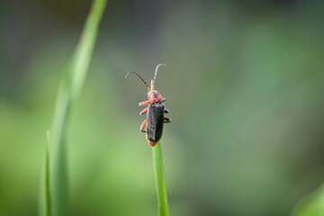 orange and black beetle climbing on a blade of grass