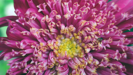 Chrysanthemum garden is a genus of herbaceous plants. Large white red-pink flower with a yellow center and many long pink petals. The flower grows on a thin long stem among other green plants.
