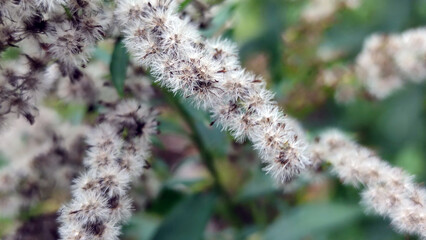Canadian goldenrod seeds. The Canadian Goldenrod plant has faded and gray-brown seeds have appeared in place of the yellow flowers. They have a rounded shape, as if fluffy.
