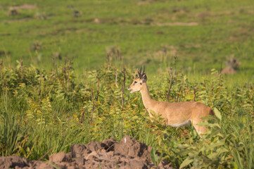 An Oribi in Murchinson Falls National Park