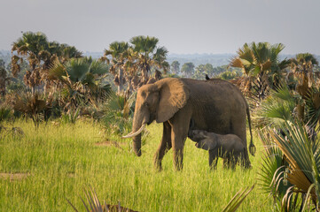 Obraz na płótnie Canvas African bush elephants in Murchinson Falls National Park