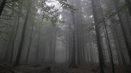 drzewa, las we mgle, szary, ponury, straszny © P . . . . 