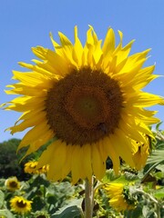 sunflower on the field