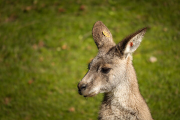 Portrait of Young Eastern Grey Kangaroo with Green Grass Background. Macropus Giganteus in Zoological Garden.