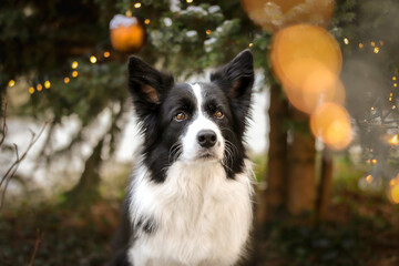 Border Collie Portrait with Christmas Lights in the Garden. Festive Black and White Dog during...