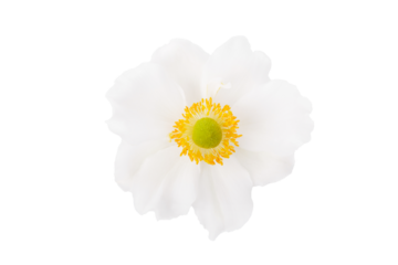 White flower anemone isolated on a white background close up.  Japanese anemone