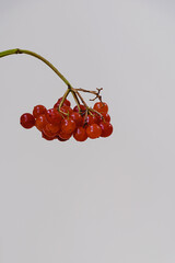 Viburnum bunch with red berries on a minimal gray background with copy space and shallow focus. Floral poster or wallpaper. Fragile beauty of nature. Medical plants.