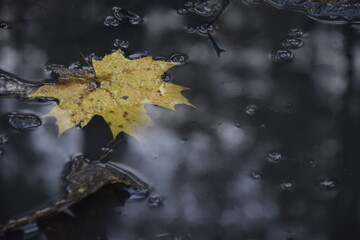 autumn leaves in the rain