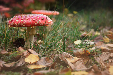 red mushroom in the forest