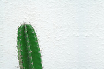green cactus on blur background