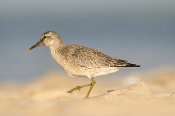 Shorebird -  juvenile Calidris canutus, Red Knot on the Baltic Sea shore, migratory bird Poland Europe