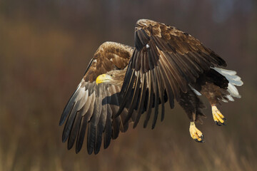 flying Majestic predator adult White-tailed eagle, Haliaeetus albicilla in Poland wild nature	