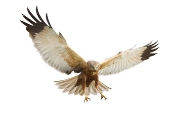 flying Bird of prey Marsh Harrier Circus aeruginosus isolated on white background