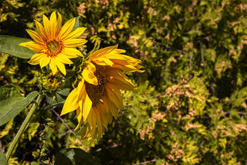 sunflower