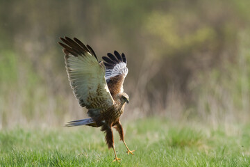 Birds of prey - Marsh Harrier male Circus aeruginosus hunting time	Poland Europe