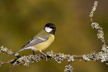 Colorful great tit ( Parus major ) perched on a tree trunk, photographed in horizontal, amazing background	