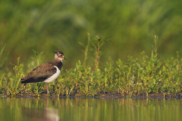 Bird Lapwing Vanellus vanellus on green background spring time close up