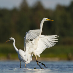 Bird Egretta alba Great Egret white bird on dark black background	