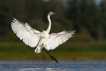 Bird Egretta alba Great Egret white bird on dark black background	
