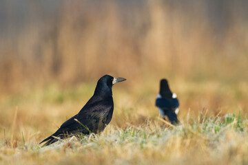 Bird Rook corvus frugilegus landing, black bird in winter time, Poland Europe	