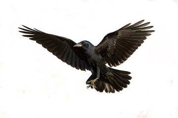 Rook Corvus frugilegus flying black bird isolated on white background	