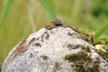 lizard in france