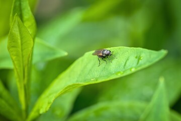 sitting and resting fly on leaf