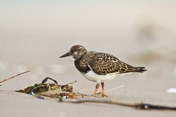 bird - Ruddy Turnstone migratory Arenaria interpres shorebird, migratory bird, Poland Europe Baltic Sea