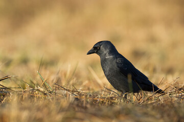 Bird - Jackdaw Corvus monedula, Poland Europe