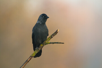 Bird - Jackdaw Corvus monedula, Poland Europe