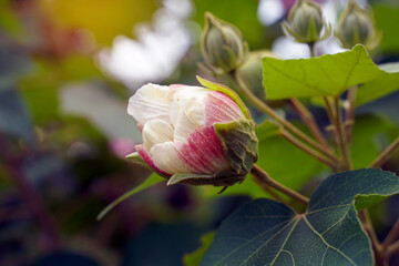 Changeable rose bud inflorescence is a tree with special flowers. can change color At first it was...