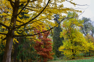 Fototapeta na wymiar Colorful trees in the autumn park
