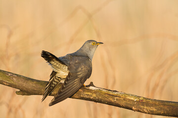 Cuckoo, Cuculus canorus, single bird - male on brown background Poland Europe