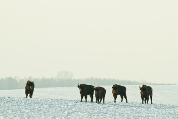 Mammals - wild nature European bison ( Bison bonasus ) Wisent herd standing on the winter snowy...
