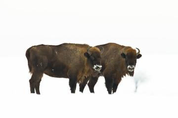 Fototapeta premium Mammals - wild nature European bison ( Bison bonasus ) Wisent herd standing on the winter snowy field North Eastern part of Poland, Europe Knyszynska Forest