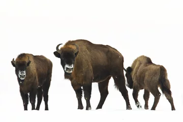 Photo sur Plexiglas Bison Mammals - wild nature European bison ( Bison bonasus ) Wisent herd standing on the winter snowy field North Eastern part of Poland, Europe Knyszynska Forest