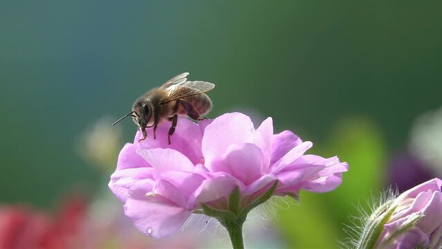 Bee on flower. Pink Rose flower. Slow-motion. closeup view. green background