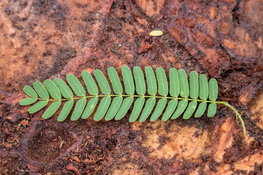 Tamarind leaves