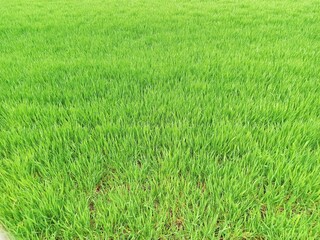 Green grass. Background, out of focus, blurry