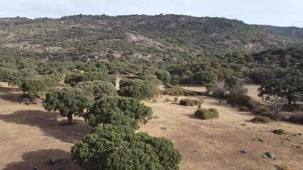 Flying in Quercus ilex, holm oak forest in Extremadura, Spain.