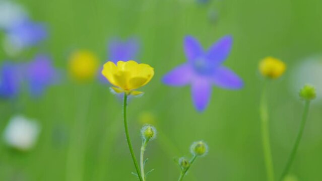 Yellow buttercup flower against the green blurred background. Crowfoot, ranunculus. Greater creeping spearwort. Close up.